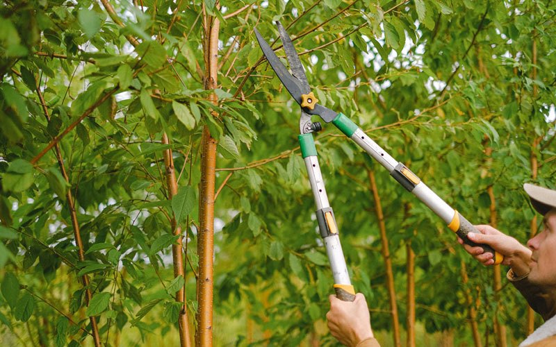 Tree trimming in Laurinburg, NC