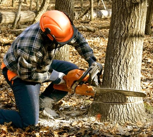 Tree Removal in Laurinburg, NC